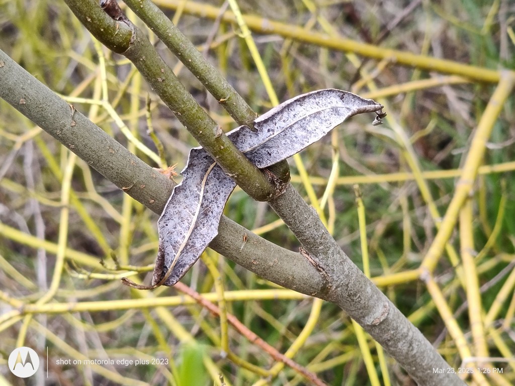 dried leaf held in willlow branch