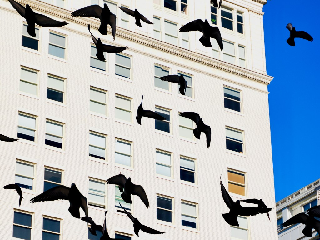 flying pigeons silhouetted in front of white building and sky