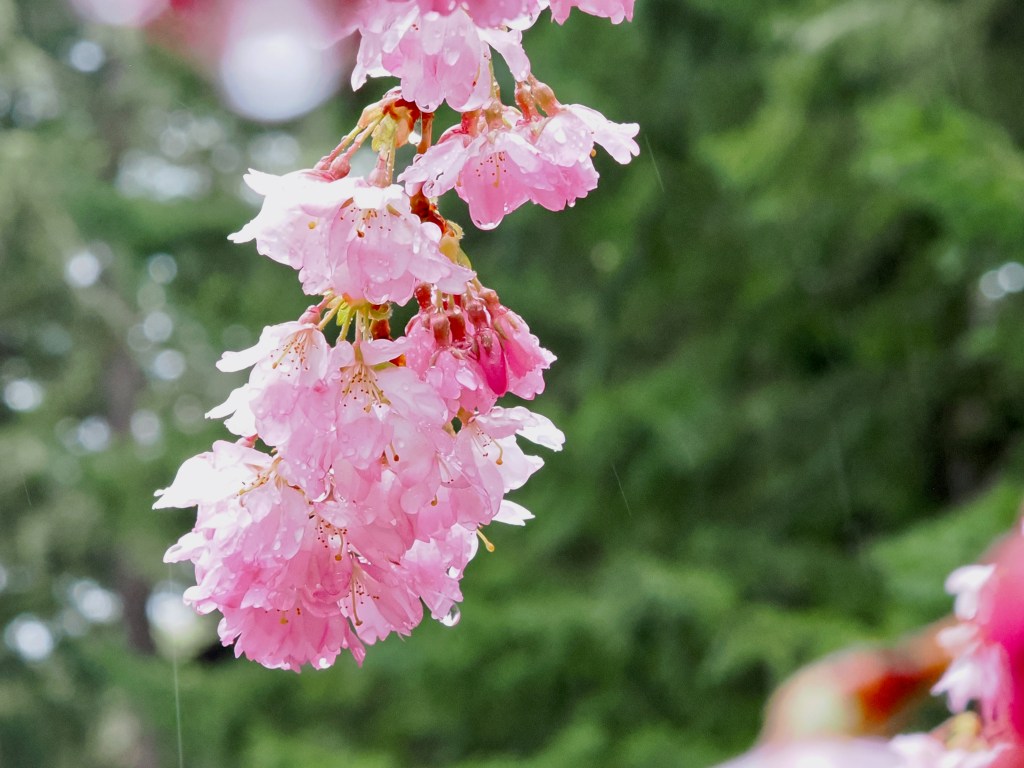 pink cherry blossoms in the rain