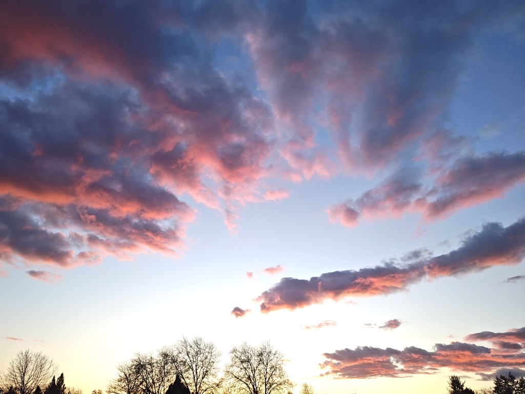 rosy clouds and bare trees silhouetted after sunset