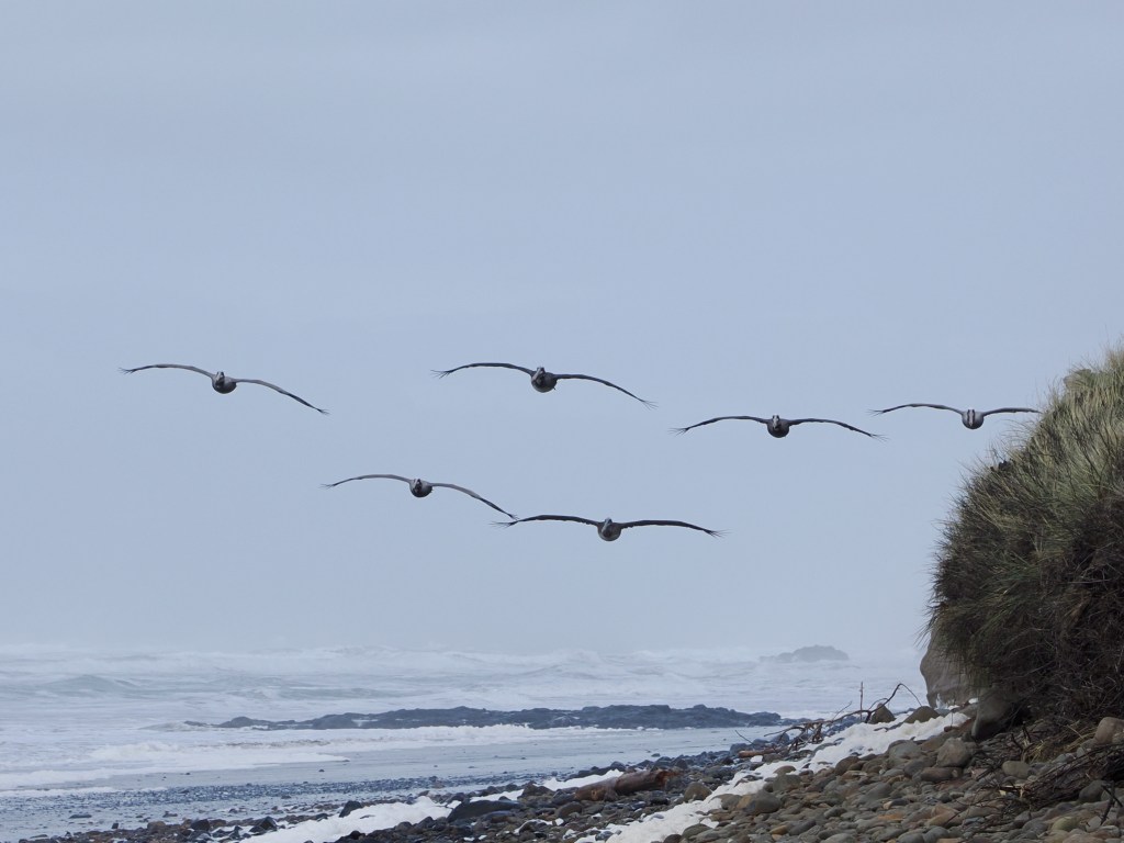 six pelicans flying low along rocky beach