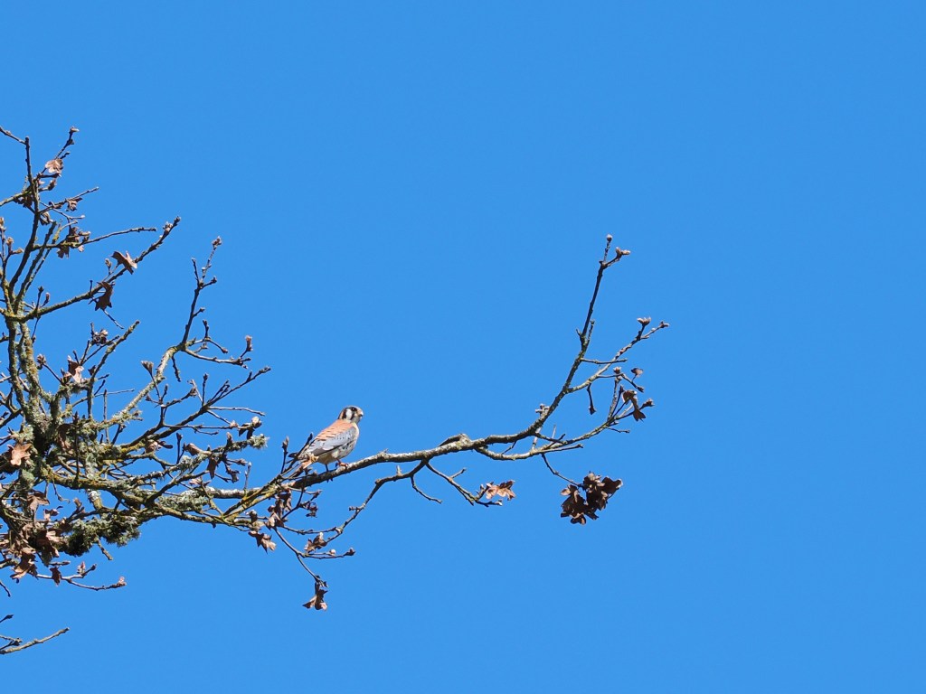 kestral in oak tree