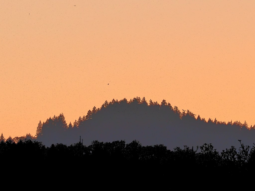 evening sky with one bird and trees silhouetted