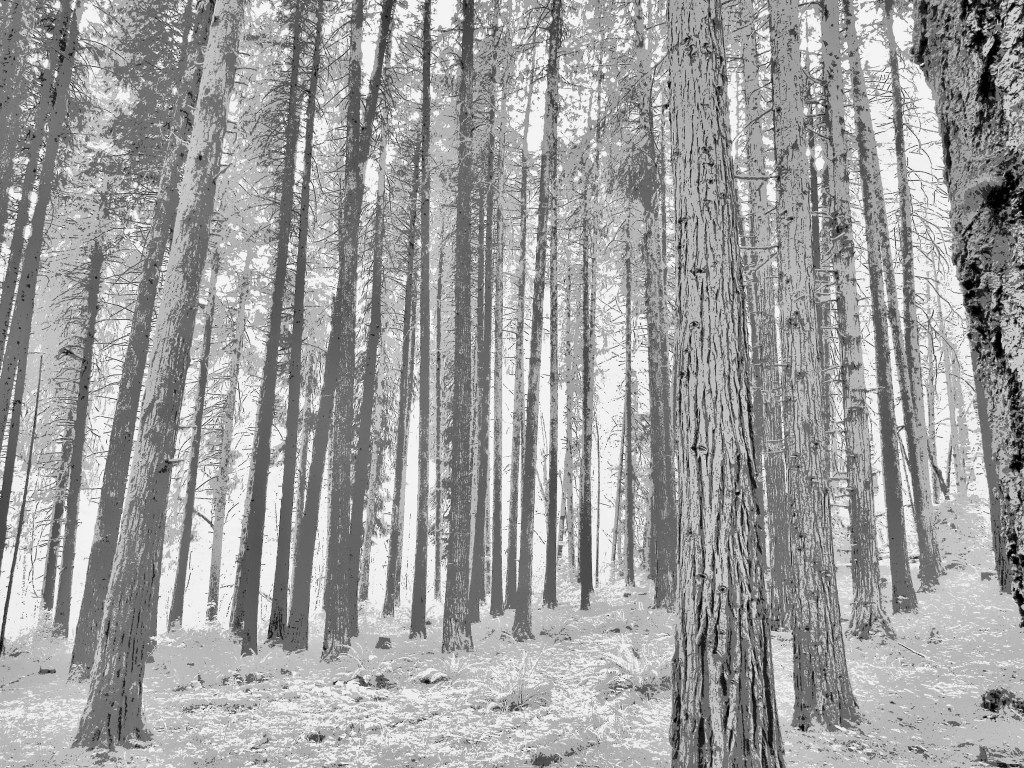monochrome forest of straight conifers with textured bark