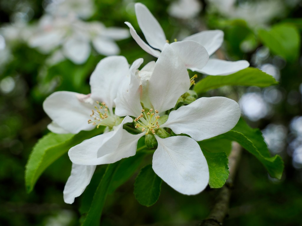white apple blossom and green leaves