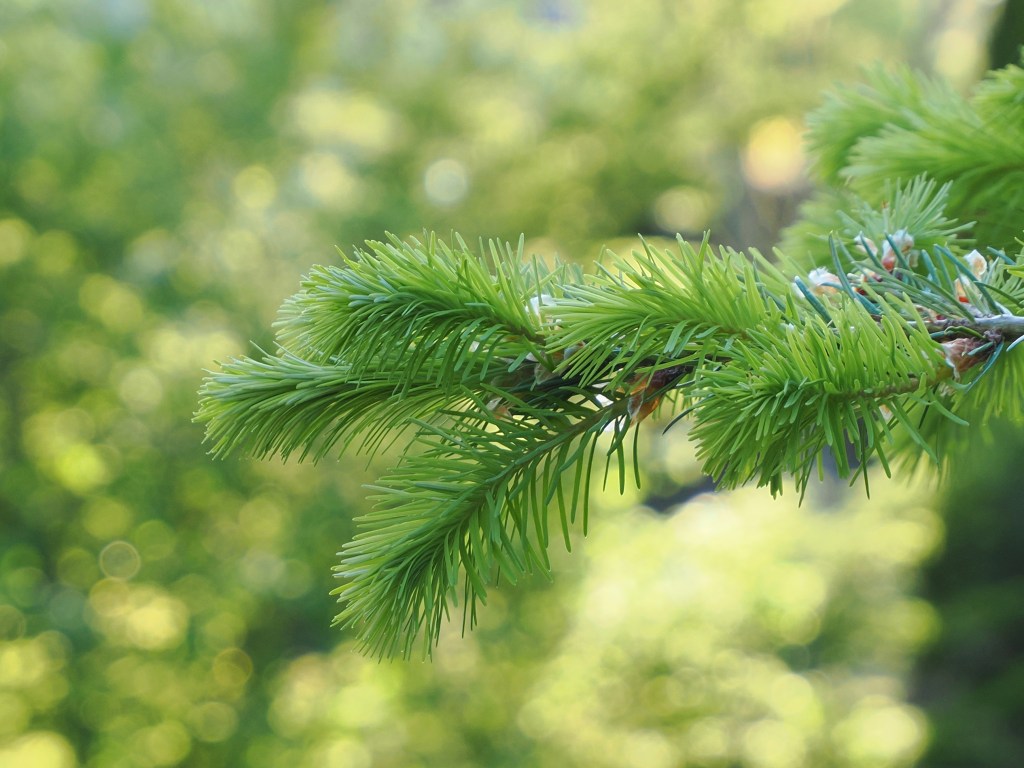 blue spruce needles and green background