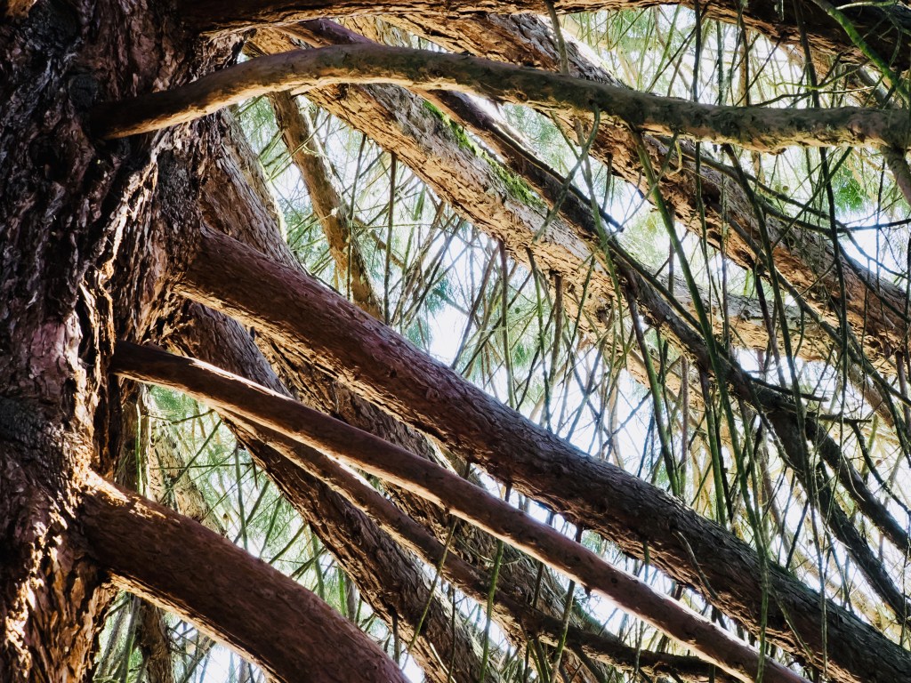 many large branches coming from trunk of giant sequoia