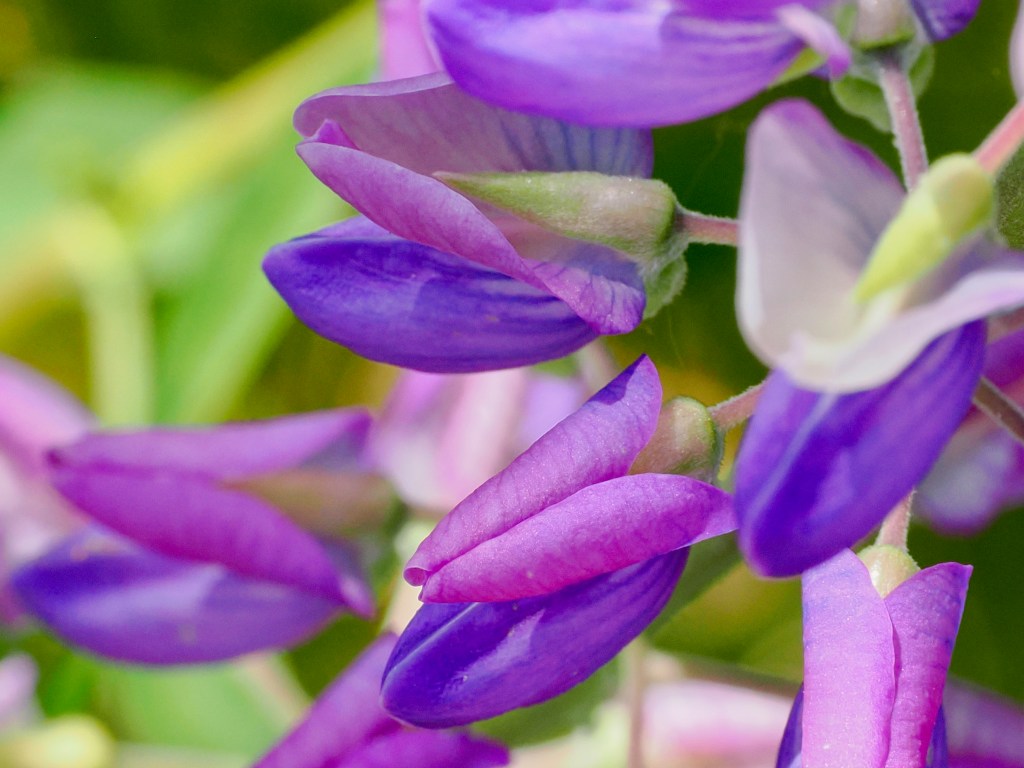 closeup of pastel lupine blossoms