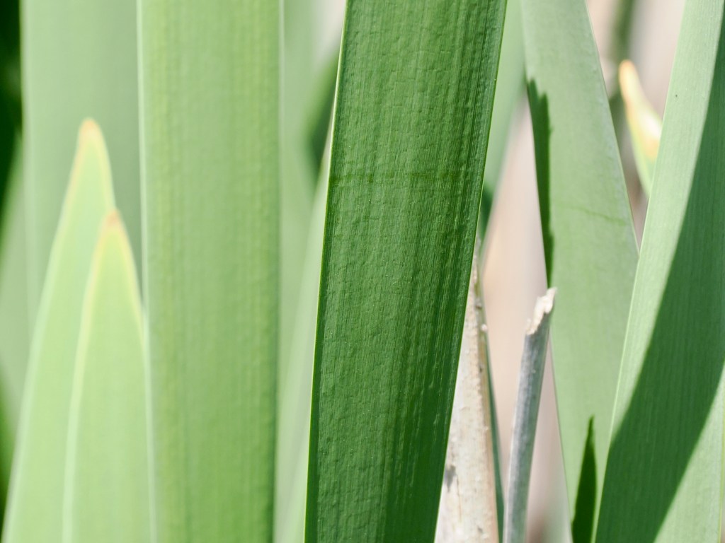 cattail greenery in wetlands