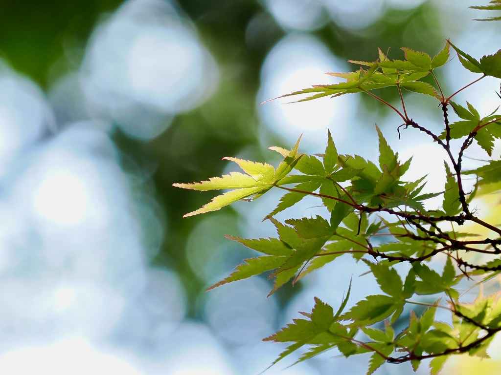 green maples leaves and blurred background