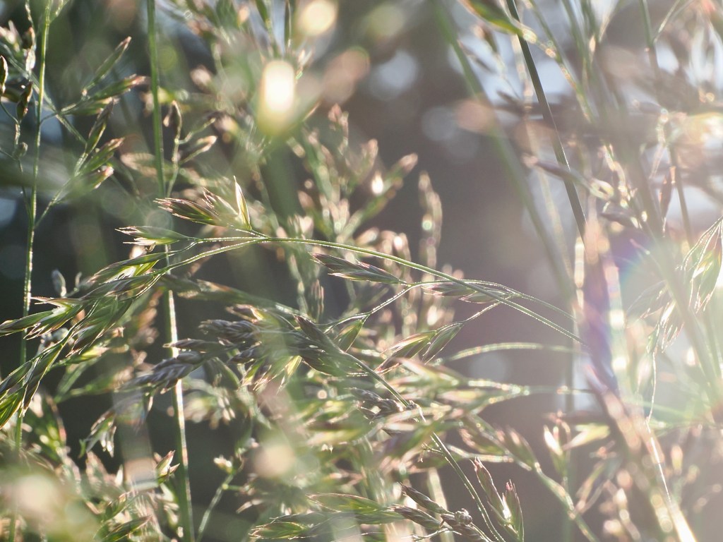 grasses and seedheads in setting sun