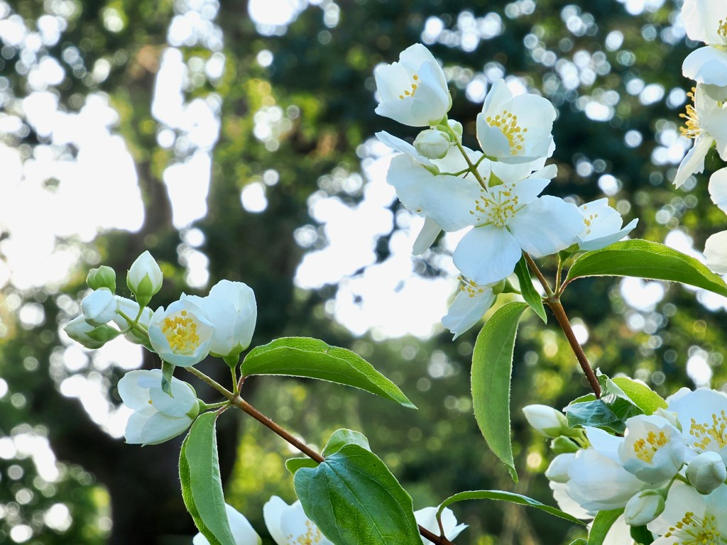 white blossoms and green leaves