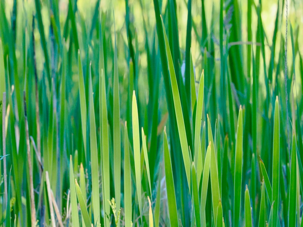 green cattails in marsh