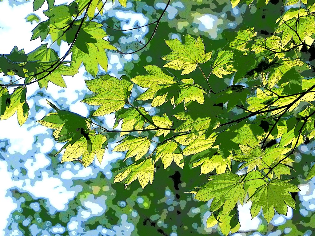 bright green richly detailed vine maple leaves and sky