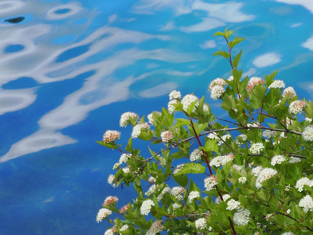 clusters of white blossoms on ninebark shrub with blue water in background