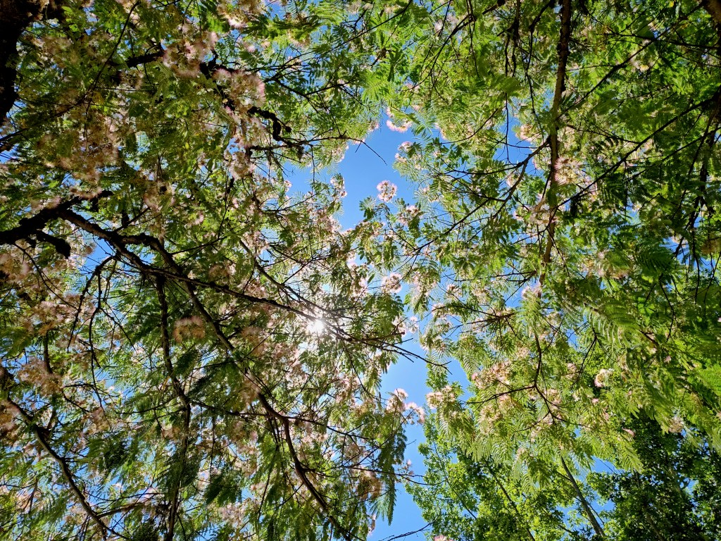 mimosa leaves and blossoms against sunny blue sky
