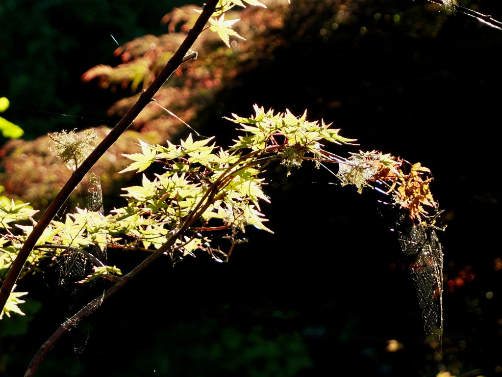 maple leaves and spider webs against a dark background