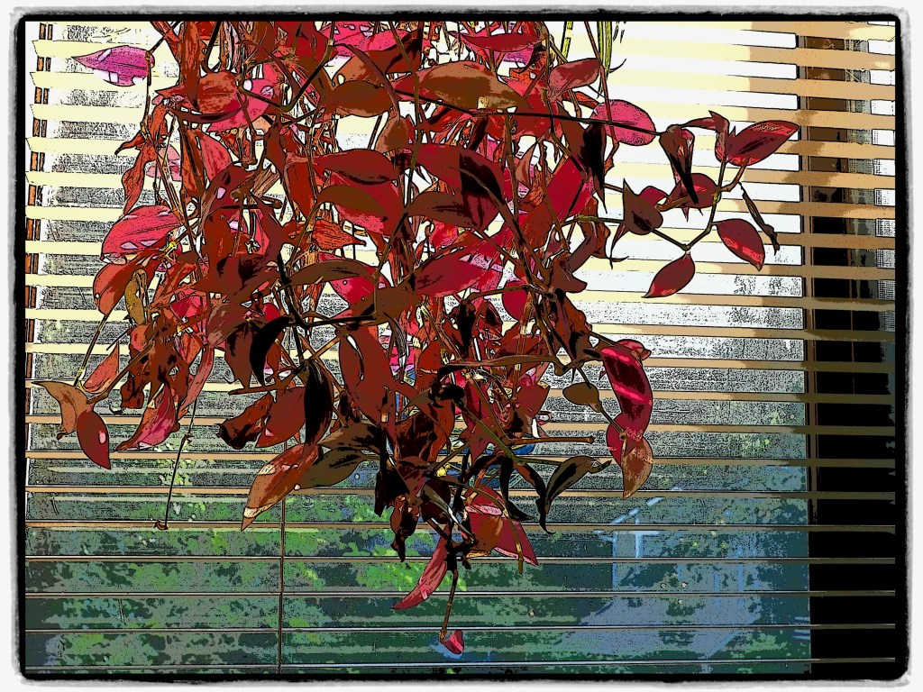 hanging plant with red leaves in window with blinds