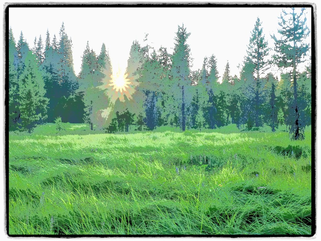 sunset over green meadow on edge of forest