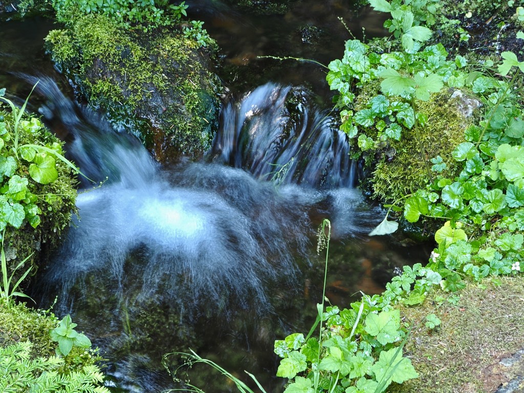 spring bubbling to surface surrounded by moss and small plants in forest