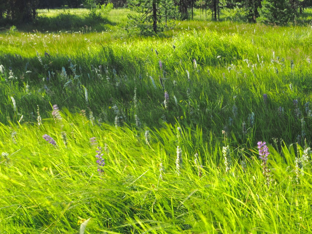 grean meadow with pastel wildflowers blowing in breeze