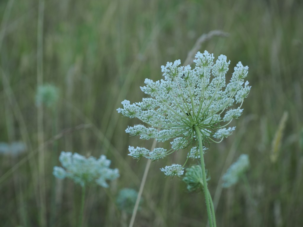 Queen Anne's lace blooming