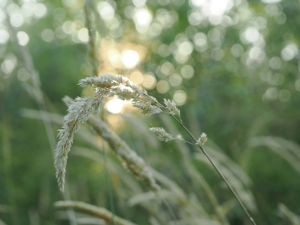 grass seed head, sun and unfocused green background