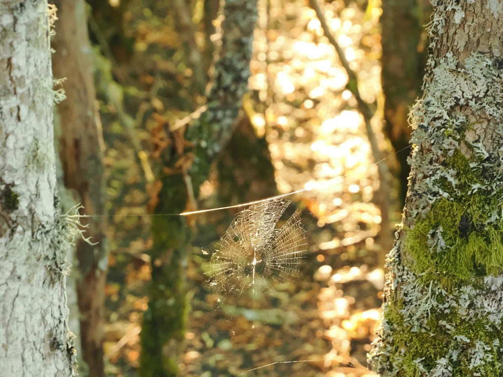 spiderweb backlit by sun between tree trunks