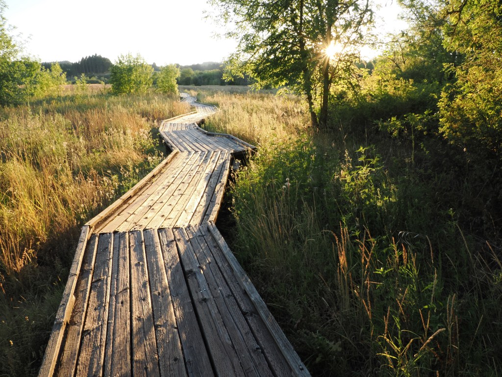 wooden boardwalk through wetlands and golden setting sun