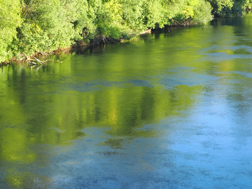 willamette river and forested bank with green reflections in water