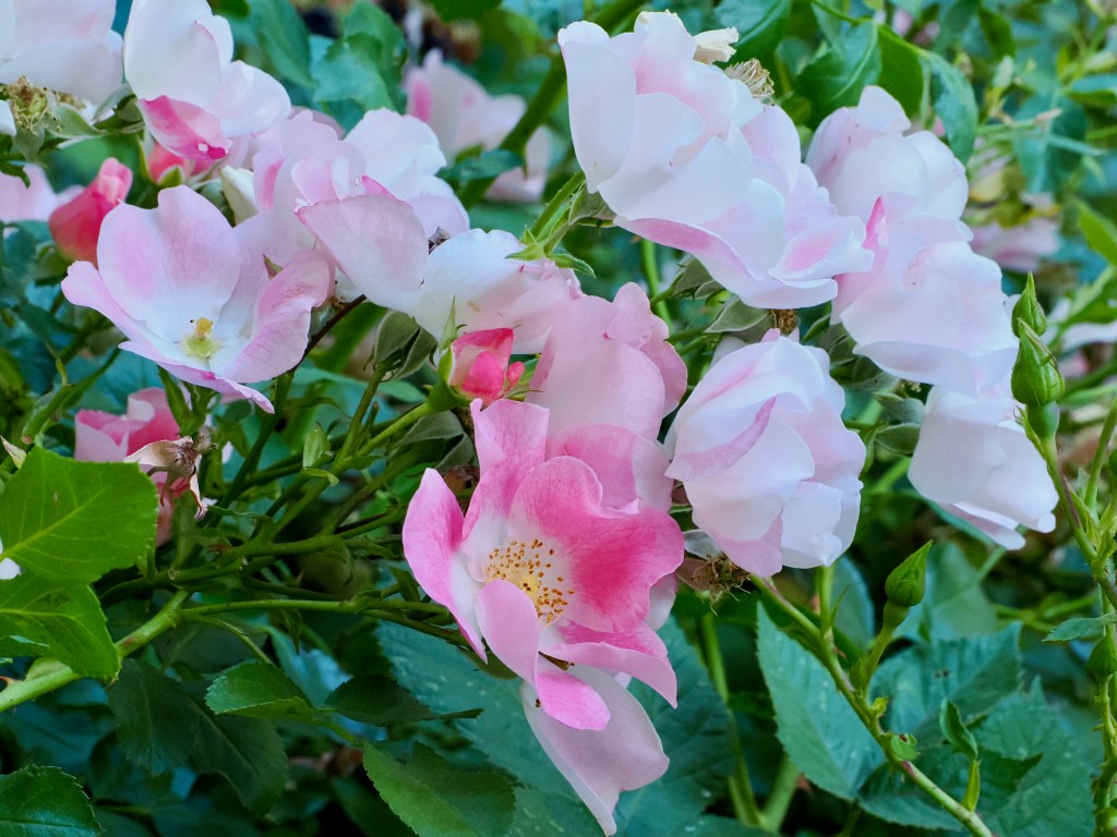 pink roses in soft evening light
