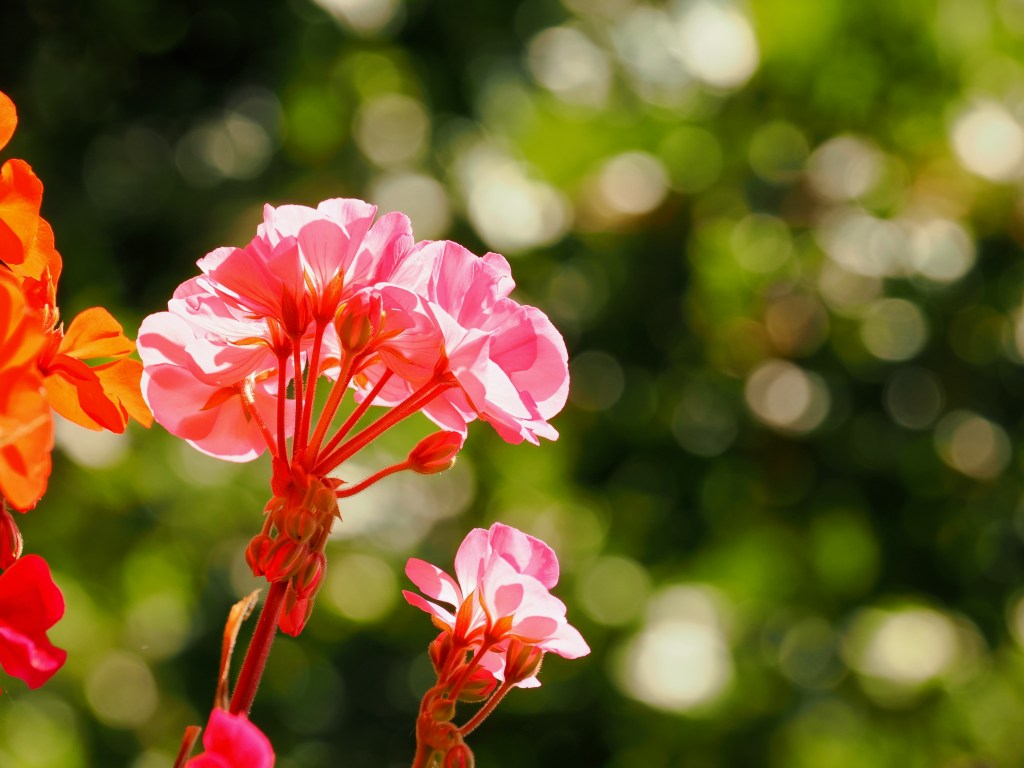 orange and pink geranium blossoms against a blurred geen background of foliage