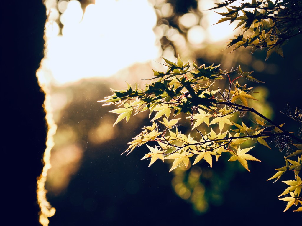 brilliantly backlit Japanese maple leaves 