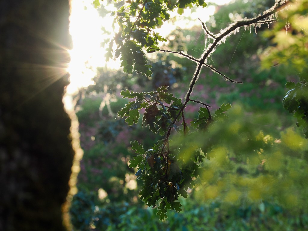 oak leaves and sun shining around tree trunk
