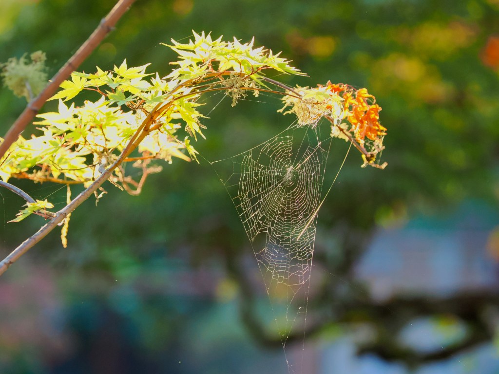spiderweb and Japanese maple leaves