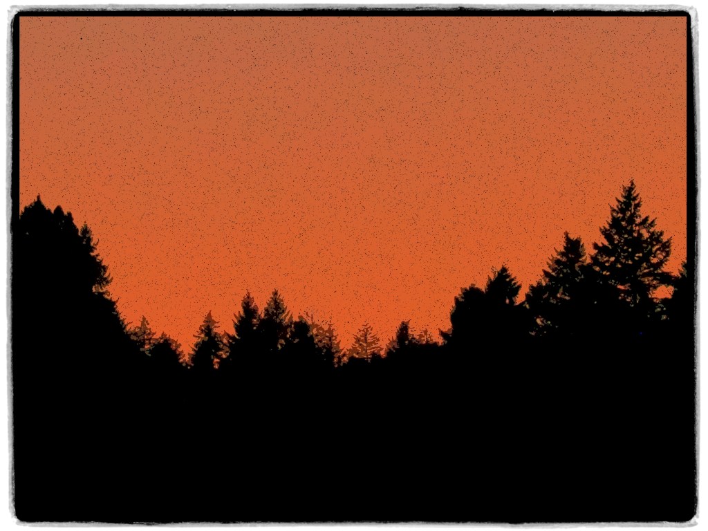 Orange sky over large silhouetted trees