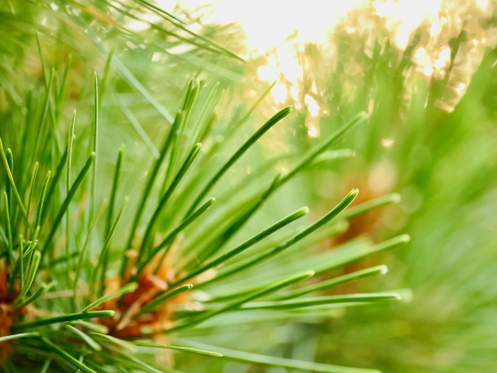 pine needles close up