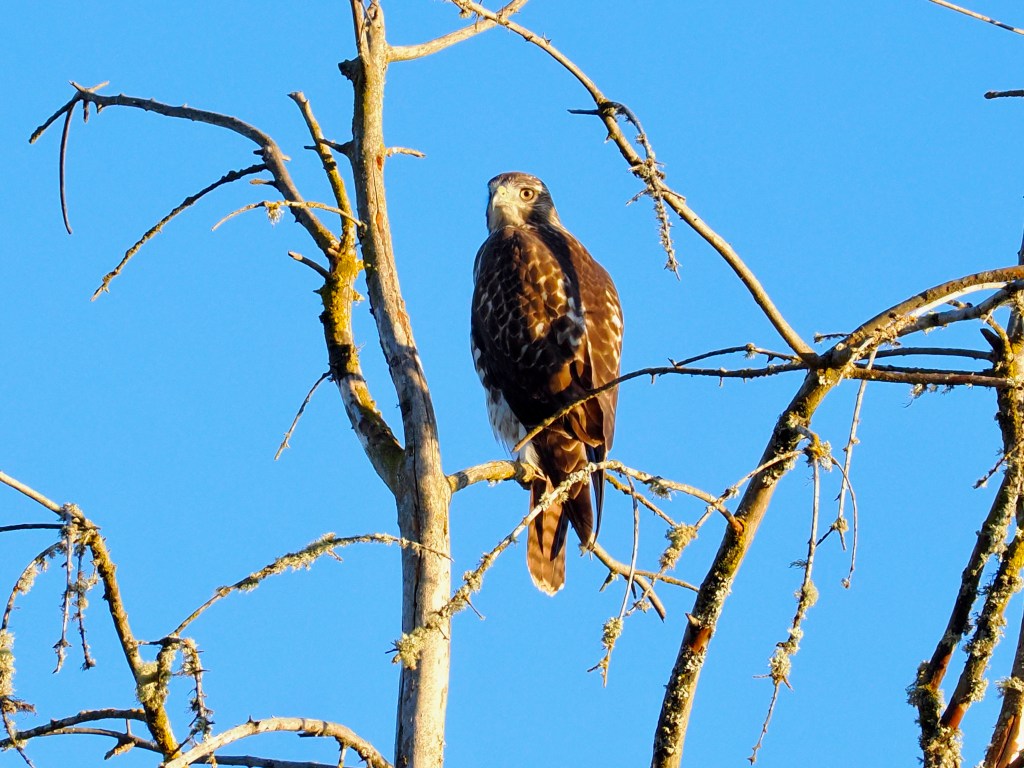 red-tailed hawk perched in tree
