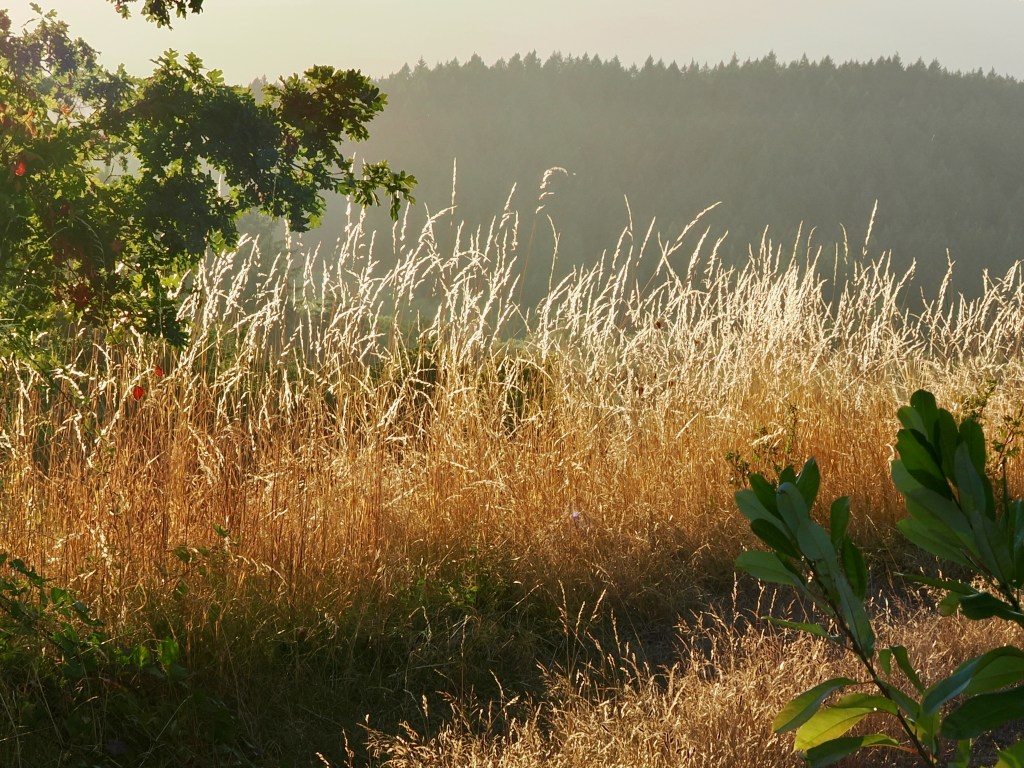 tawny backlit grasses in September