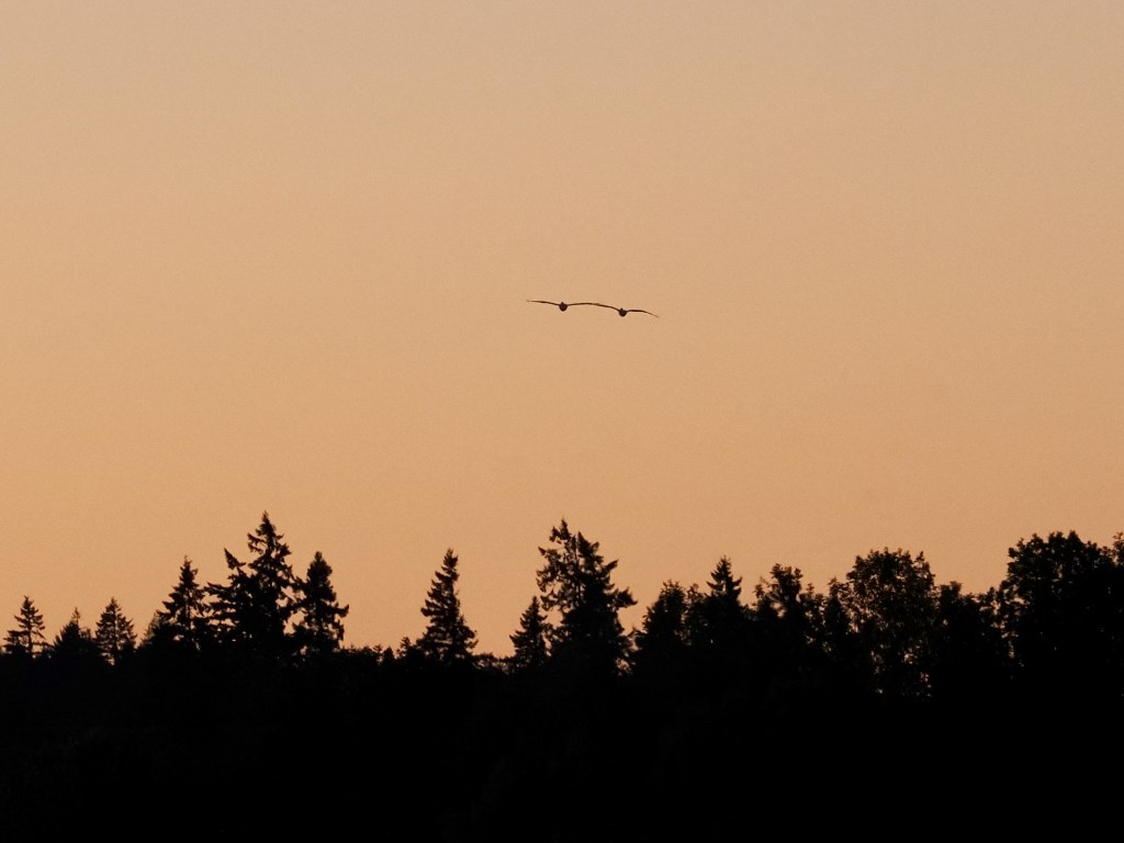 two white pelicans flying over silhouetted conifers at dusk