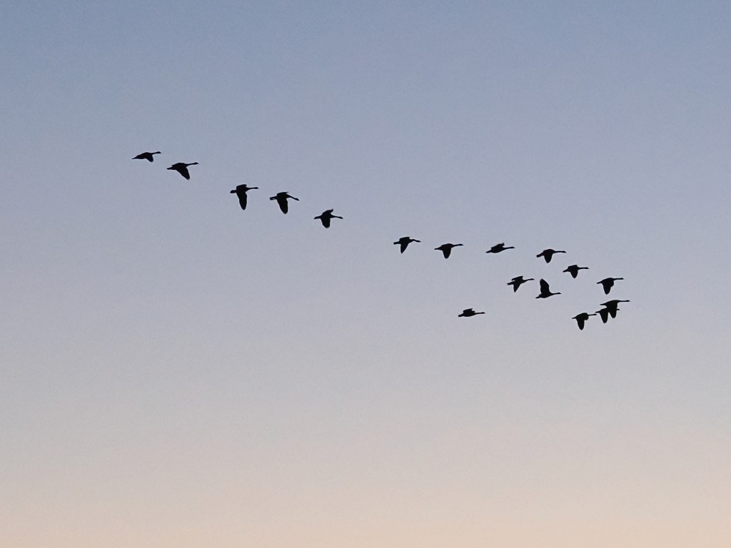 17 geese silhouetted against evening sky
