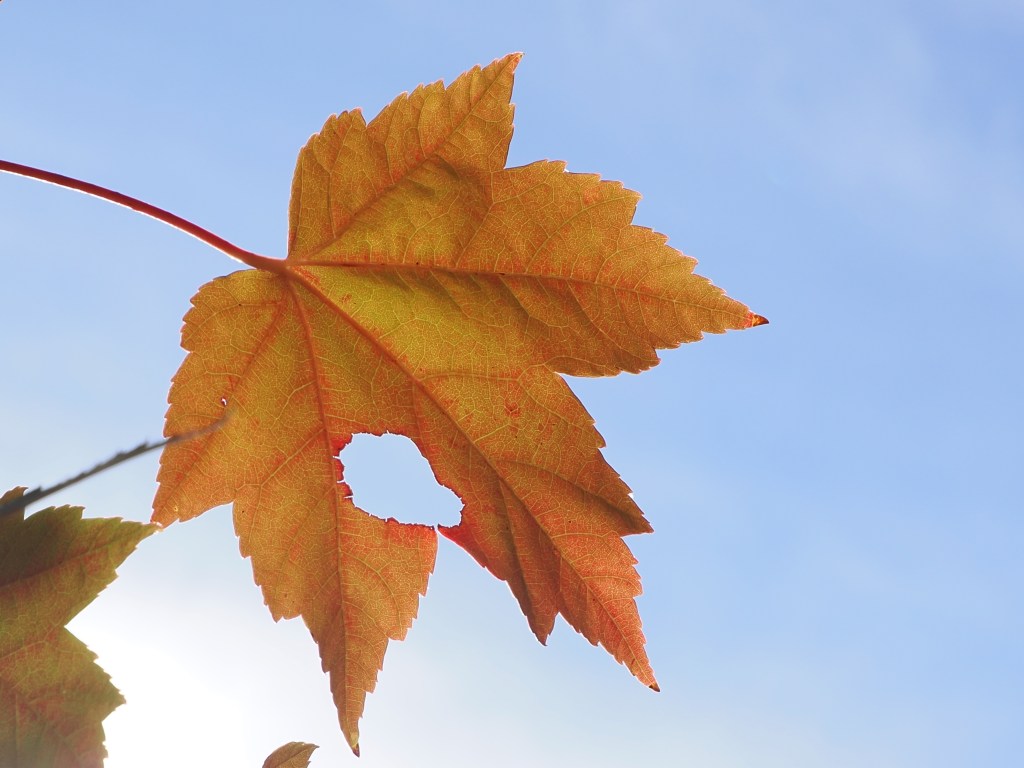 red maple leaf and blue sky