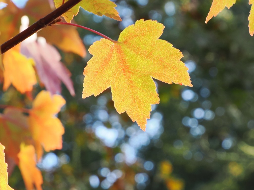 golden maple leaf