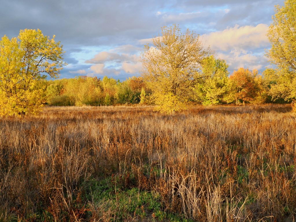 bright autumn foliage and sky in wetlands