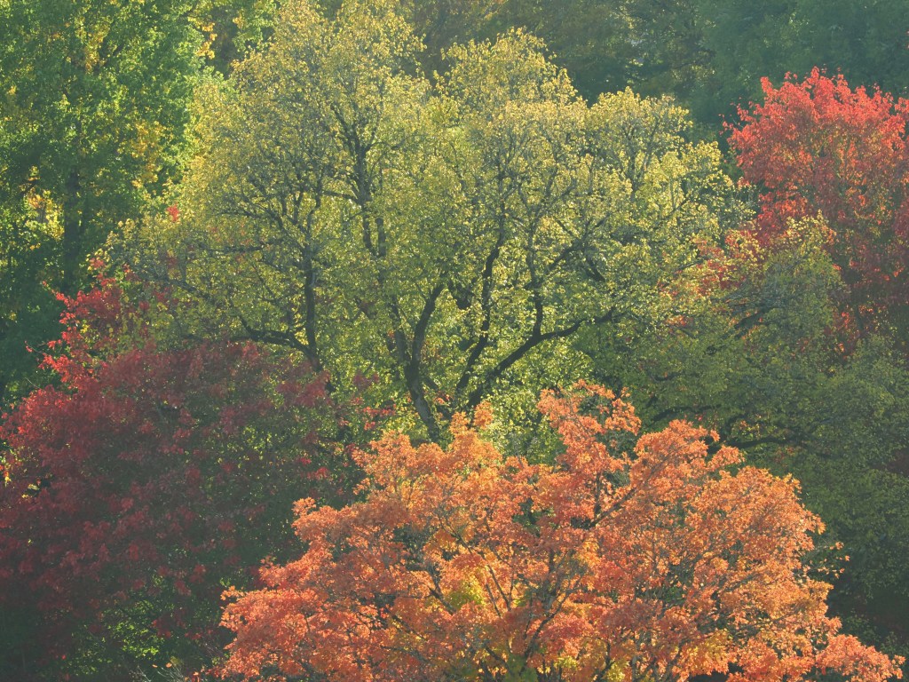 Red, orange, yellow and green autumn foliage on large broad-leaved trees