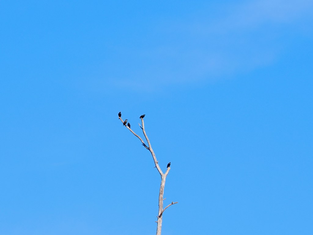 five black birds perched on weathered snag and blue sky