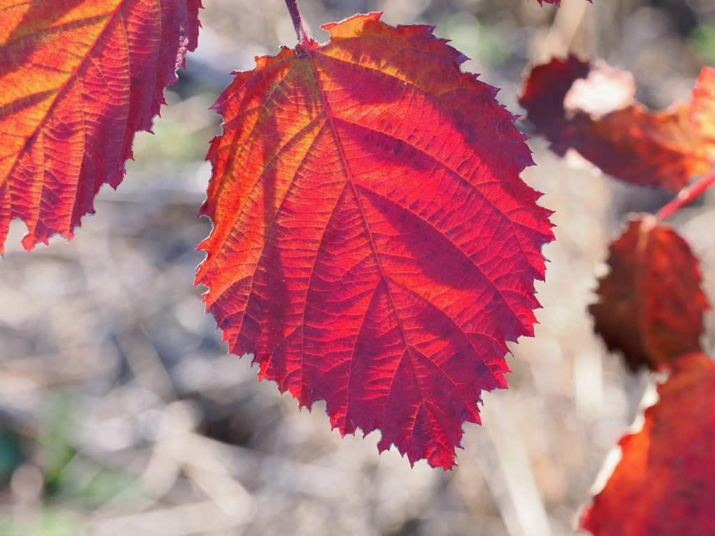backlit red blackberry leaves