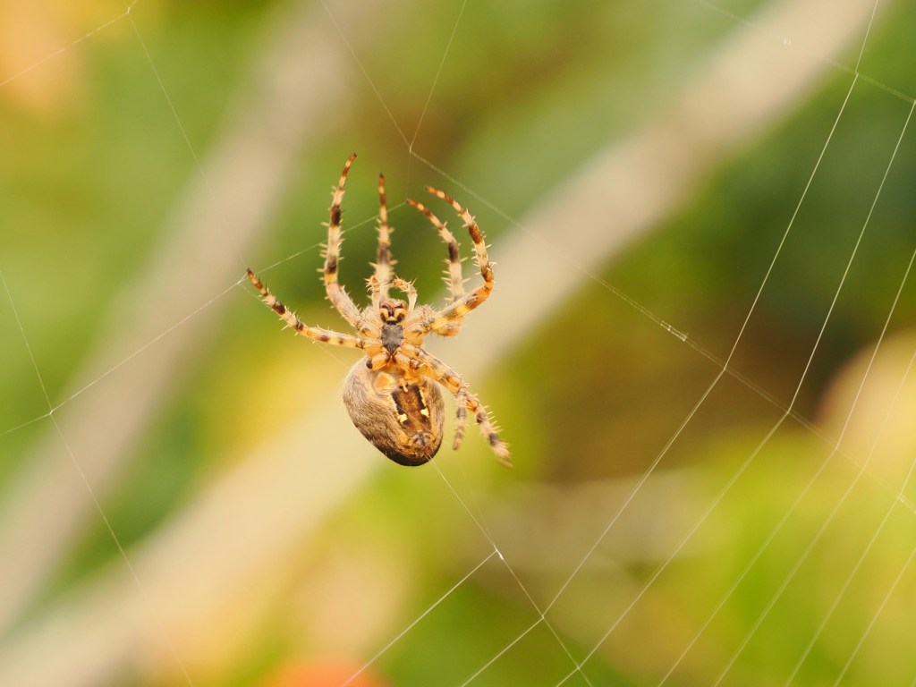 cross spider building a web