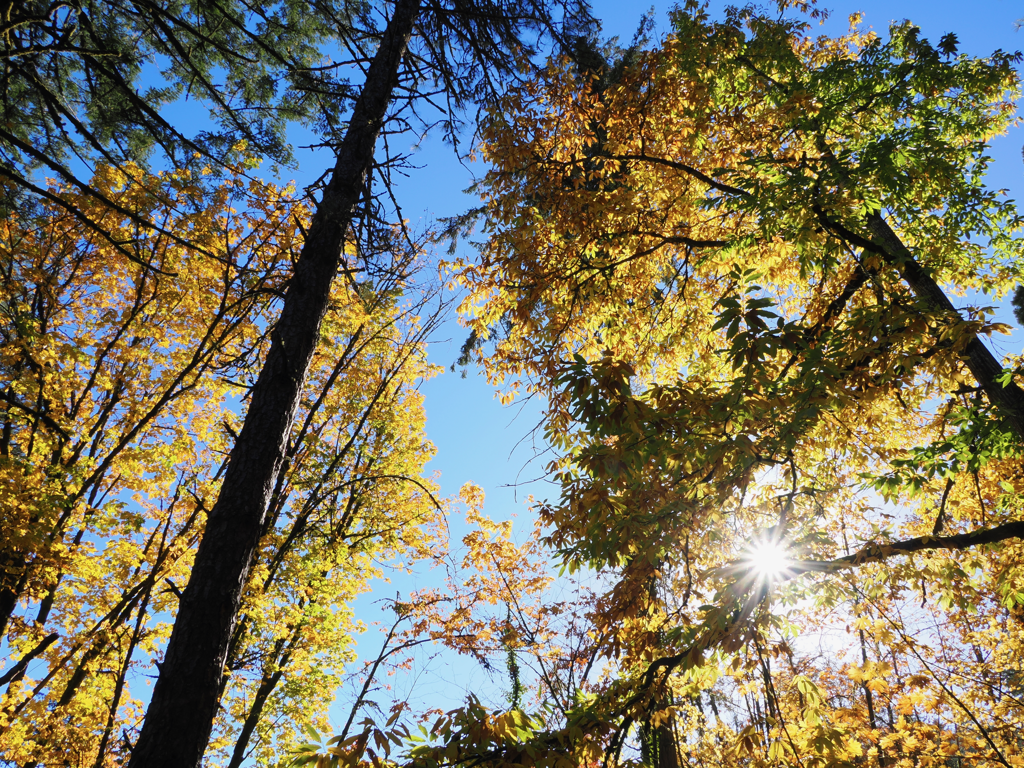 green and golden chestnut leaves and sky