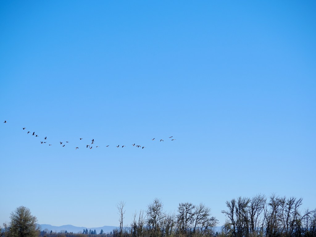 small flock of geese flying over trees and blue ridge in distance